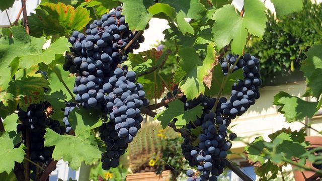 вино санджовезе италия - 87425 снимки
